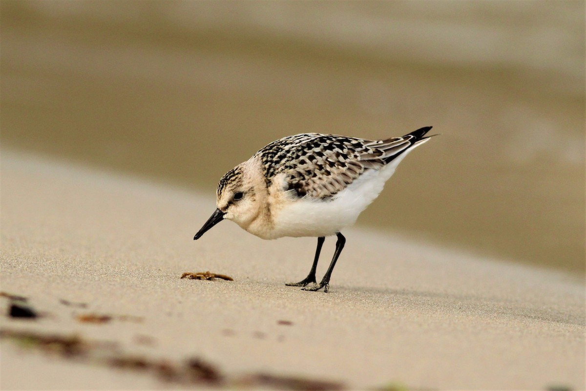 Bécasseau sanderling - ML622319474