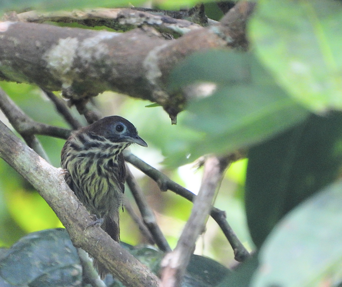 Bold-striped Tit-Babbler - ML622319493