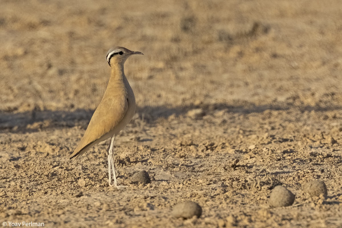 Cream-colored Courser - ML622319510