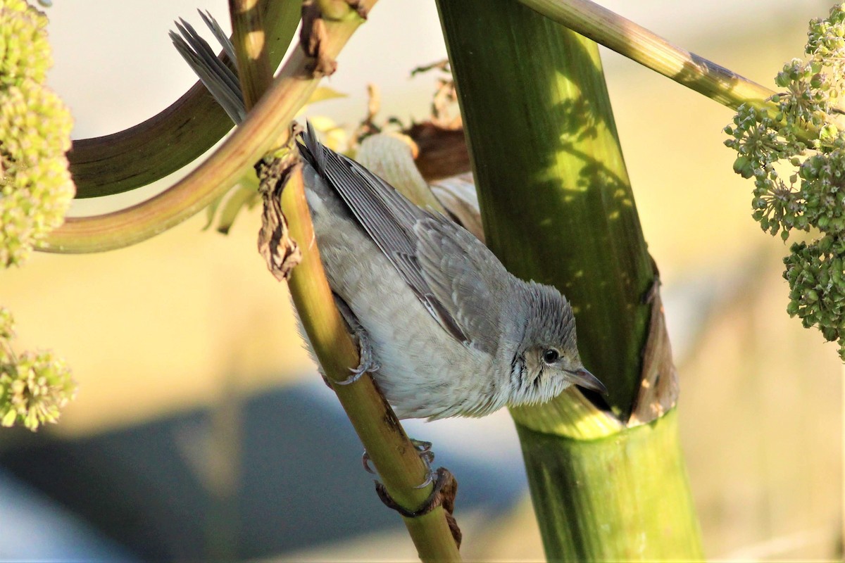 Barred Warbler - ML622319549