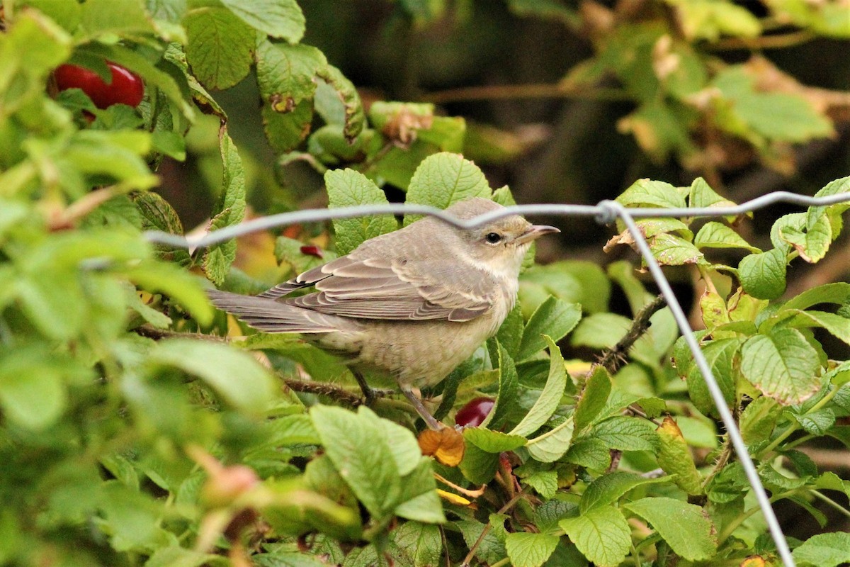 Barred Warbler - Toby Carter