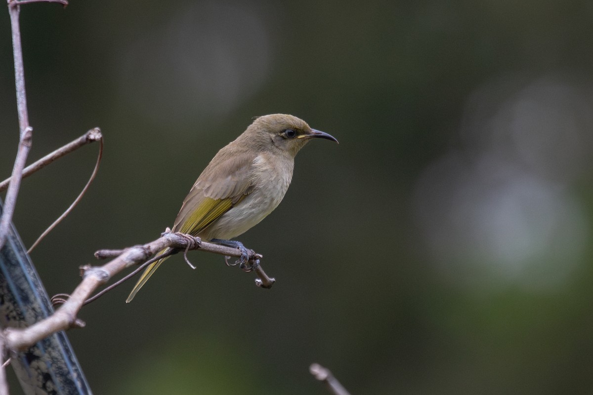 Brown Honeyeater - ML622319636