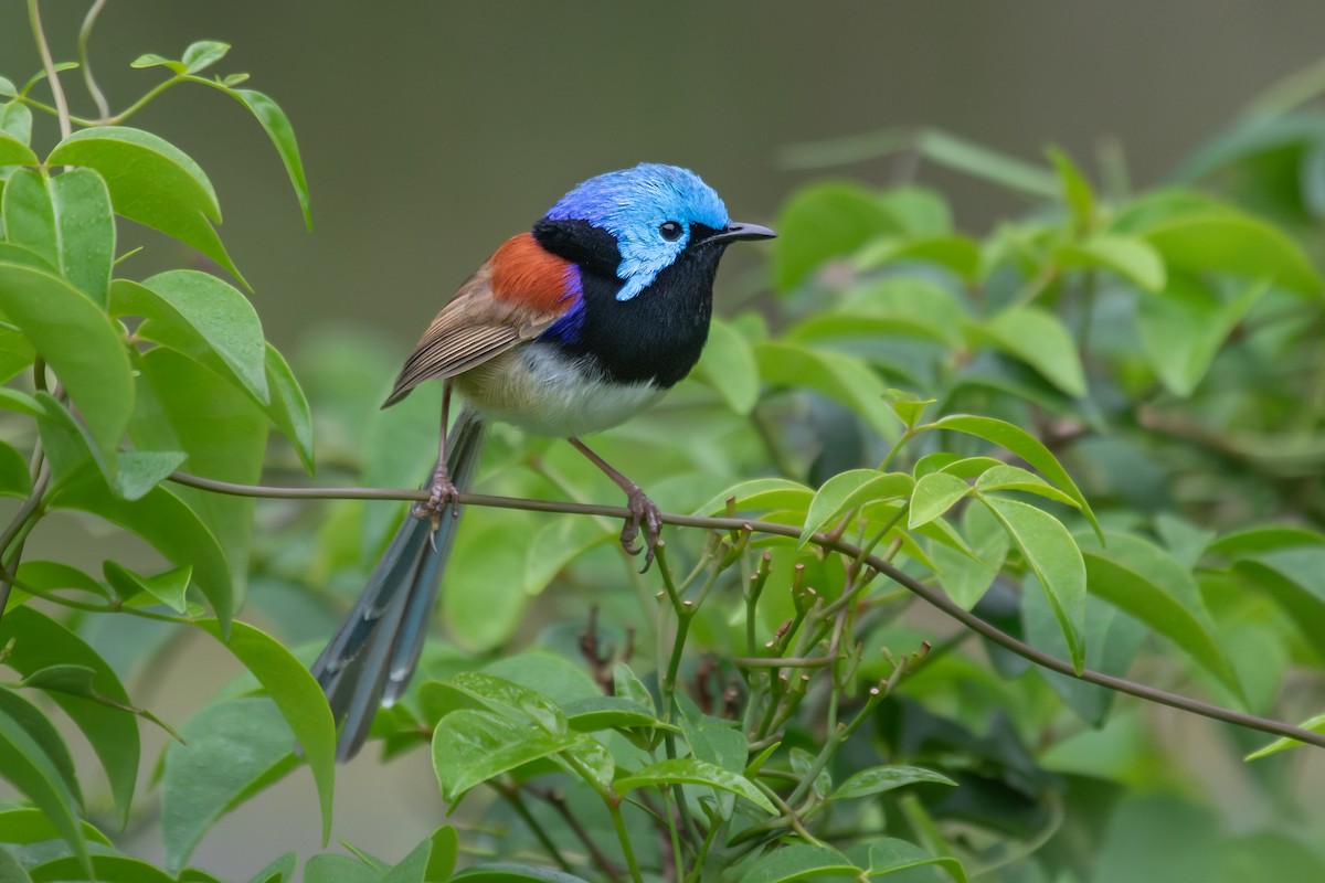 Variegated Fairywren - ML622319637