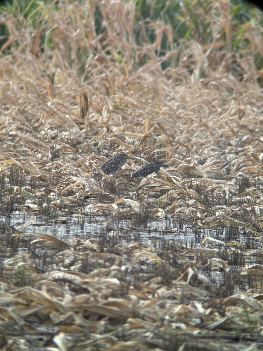 Yellow-crowned Night Heron - ML622319686