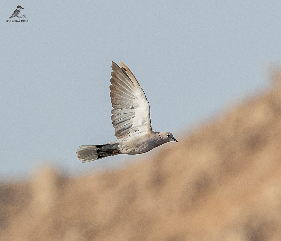 Eurasian Collared-Dove - ML622319690