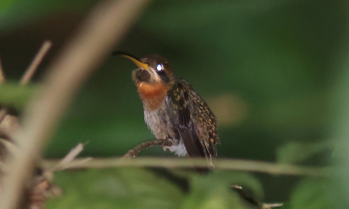 Band-tailed Barbthroat - ML622319782