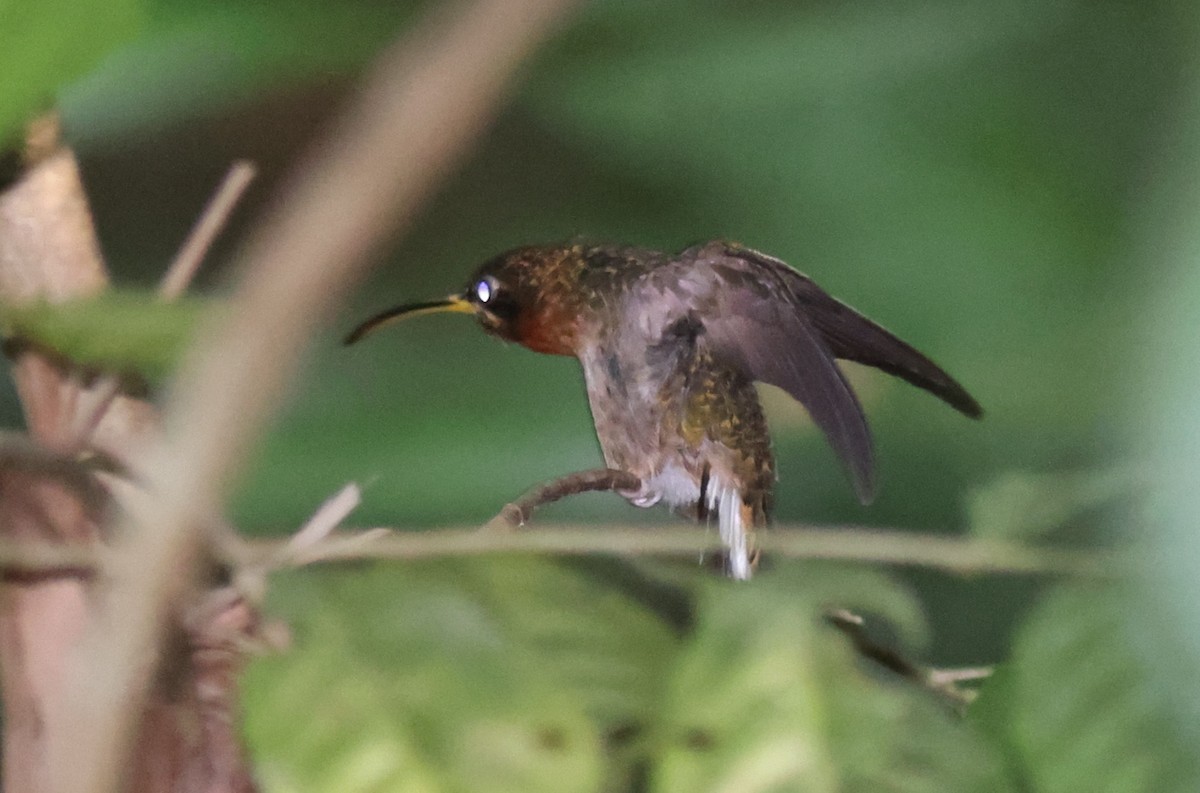 Band-tailed Barbthroat - ML622319783