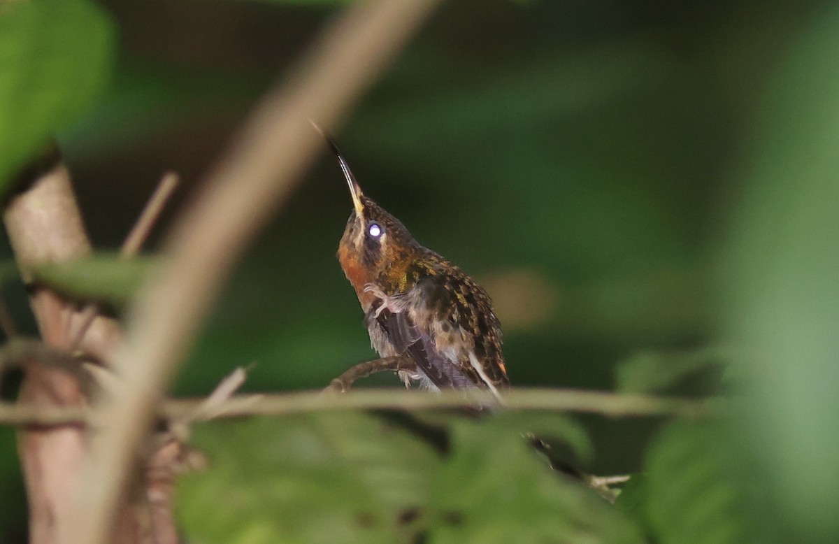 Band-tailed Barbthroat - ML622319784