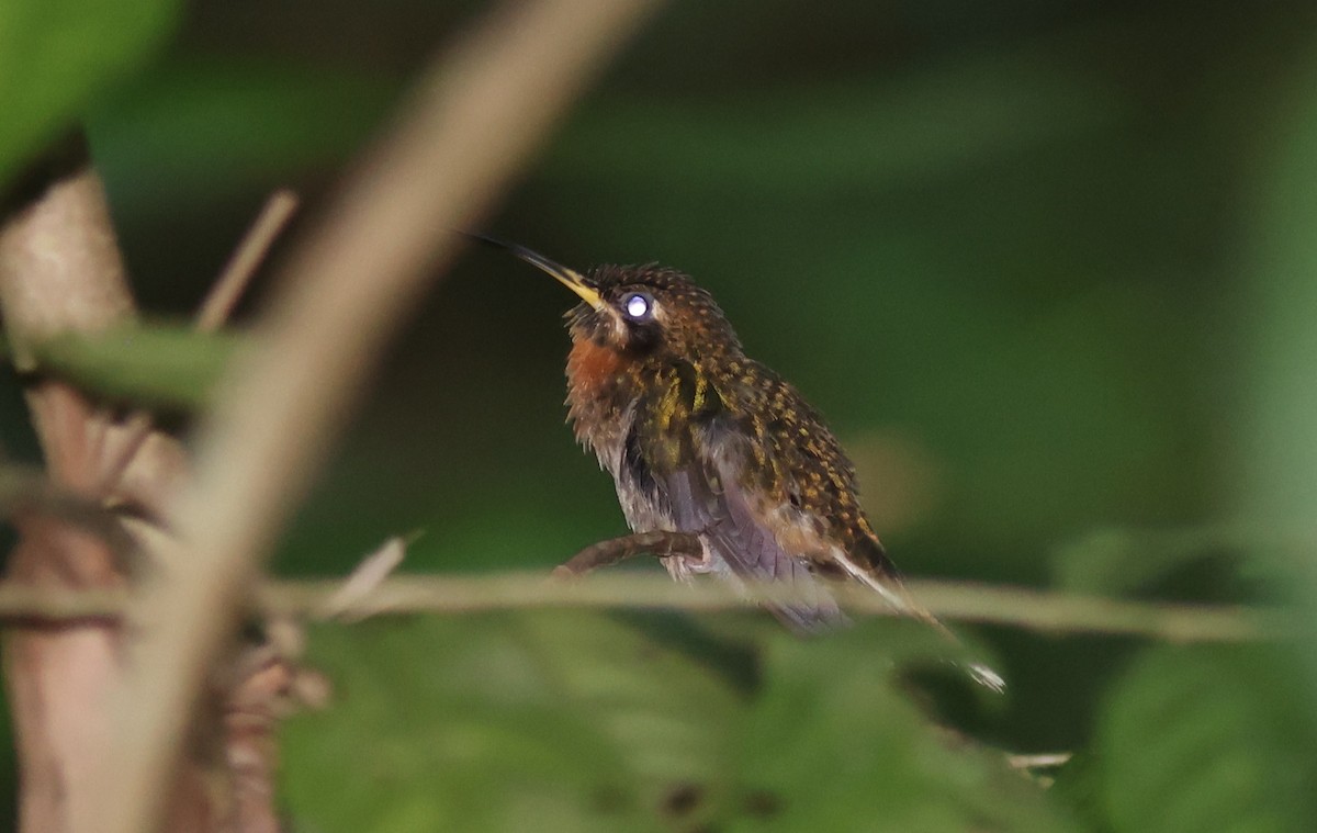 Band-tailed Barbthroat - ML622319785