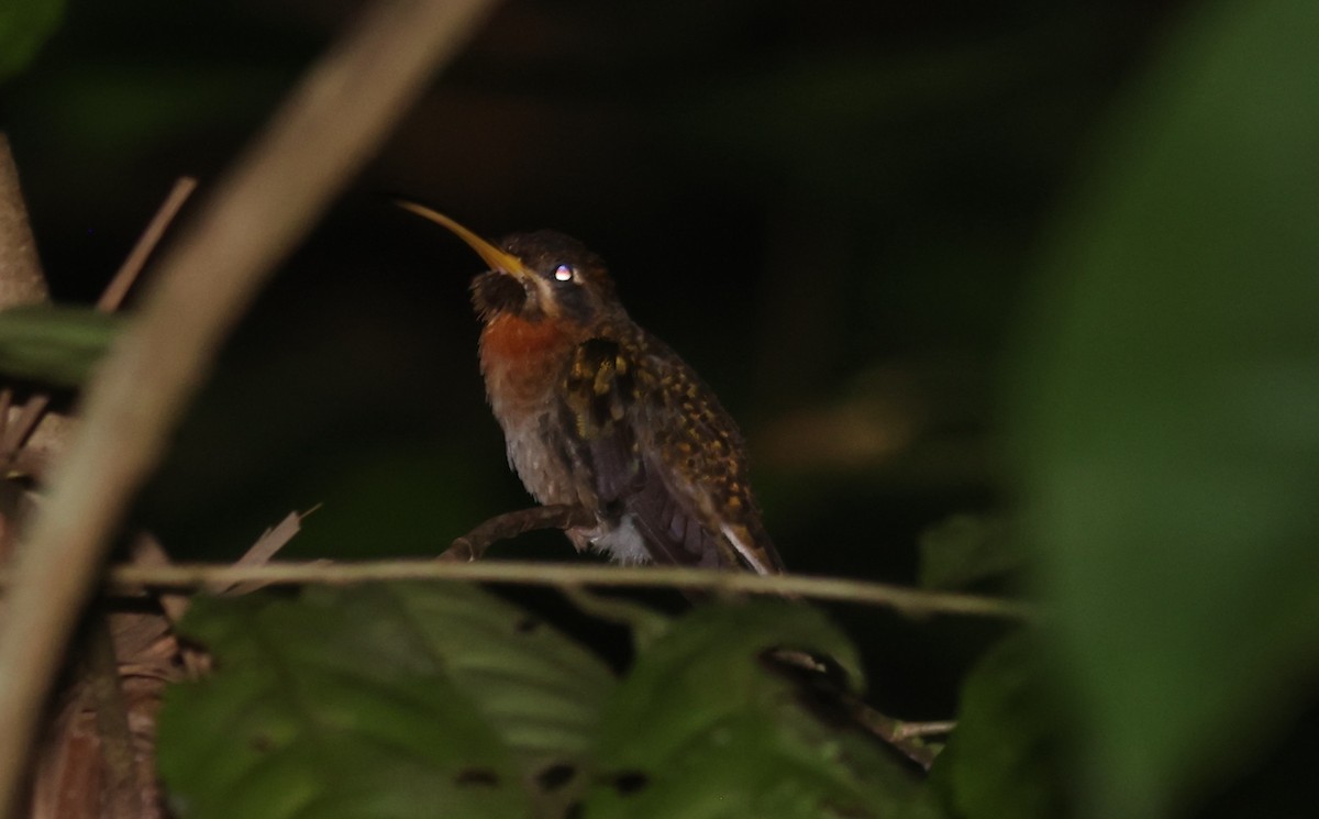 Band-tailed Barbthroat - ML622319786