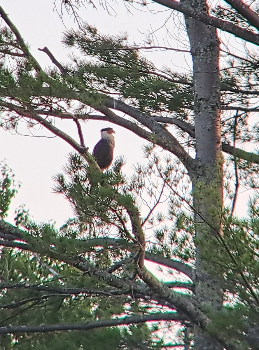 Crested Caracara - Ryan Brady