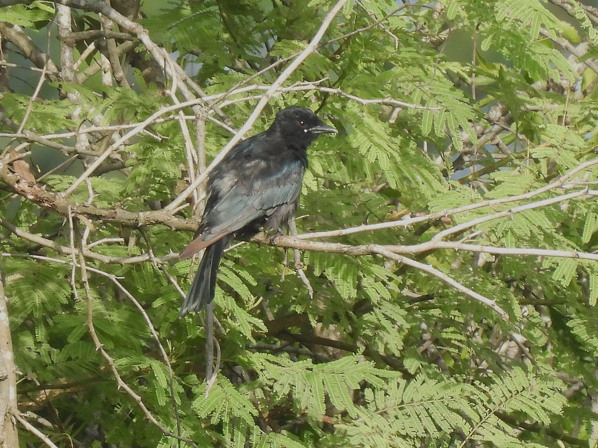 Drongo royal - ML622319848