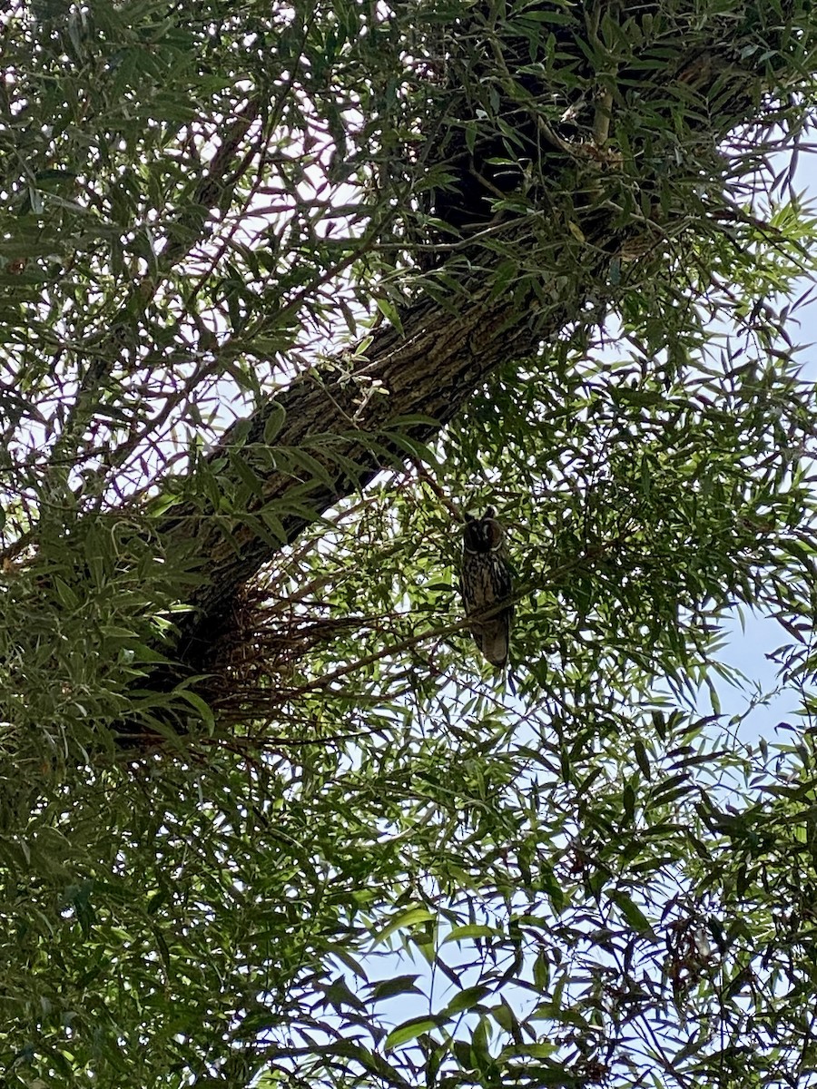 Long-eared Owl - ML622319879