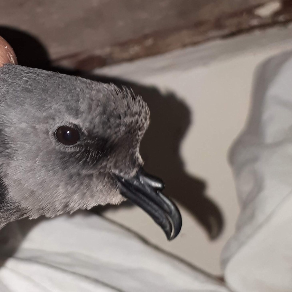 Leach's Storm-Petrel - ML622319904