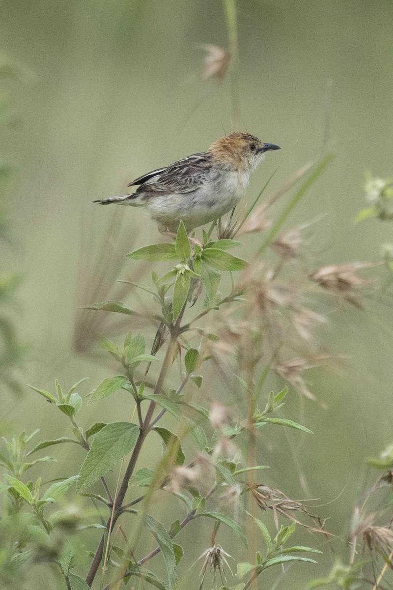 Stout Cisticola - ML622319987