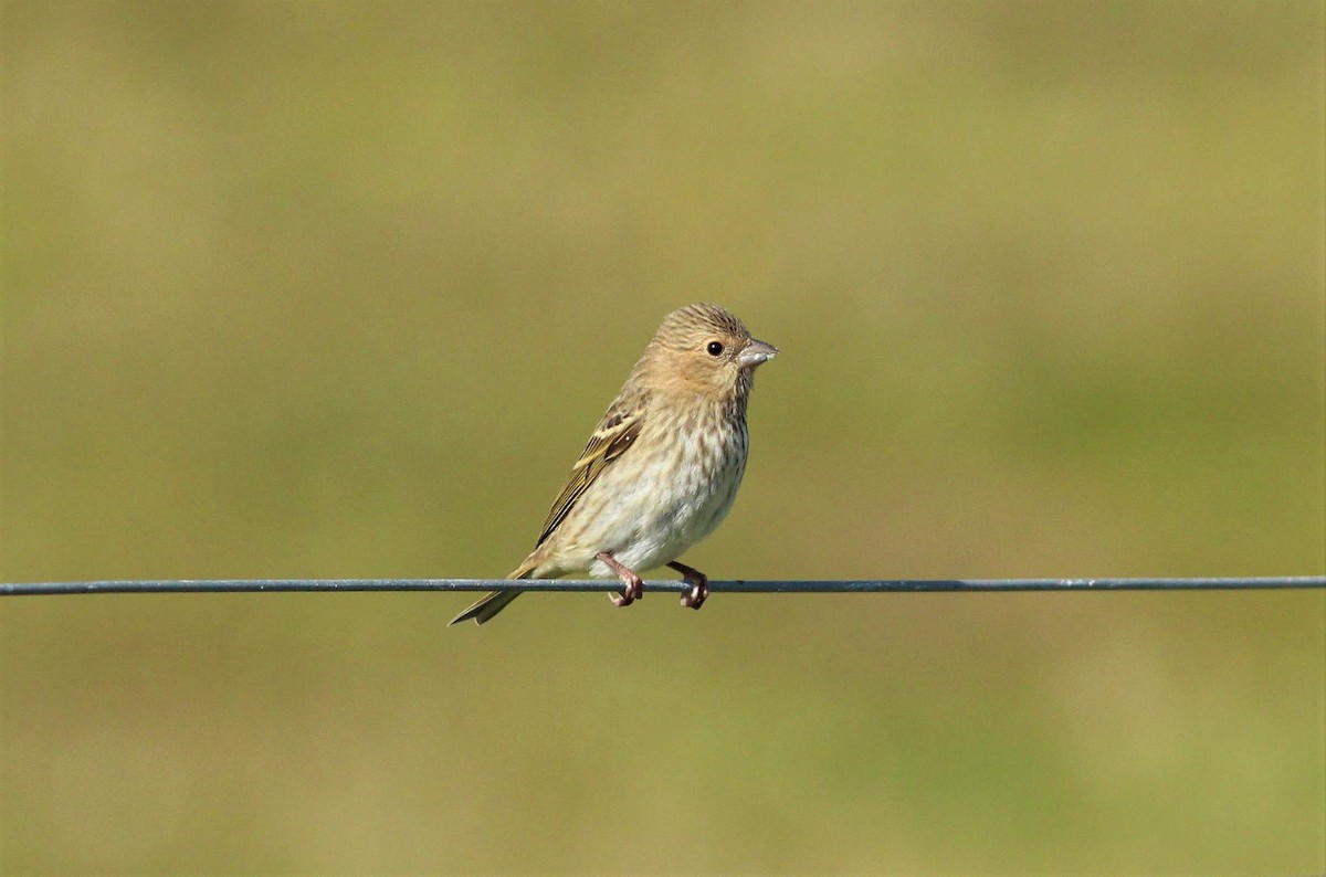 Common Rosefinch - ML622319995