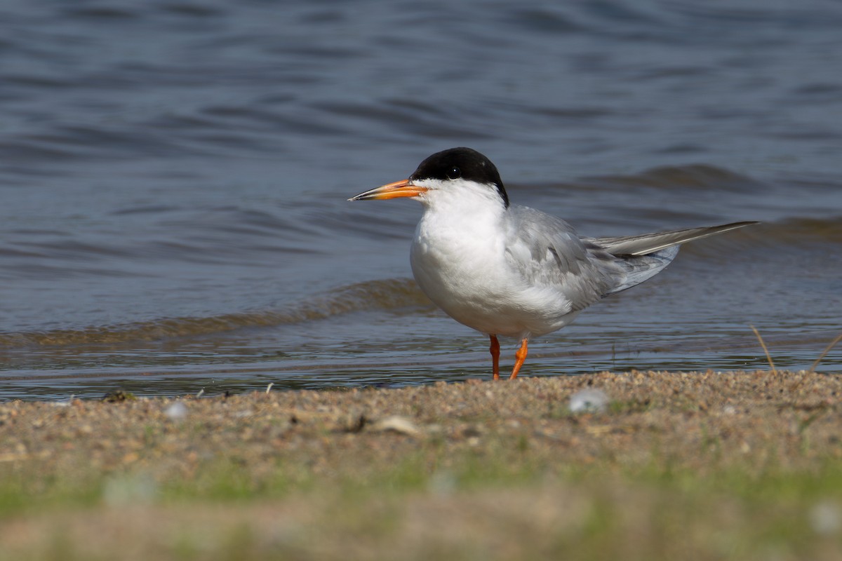 Forster's Tern - ML622320075