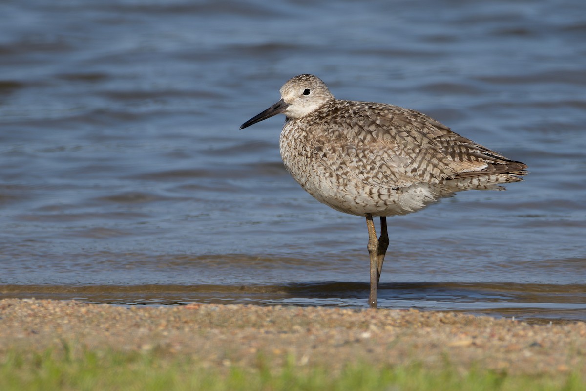 Willet - ML622320077