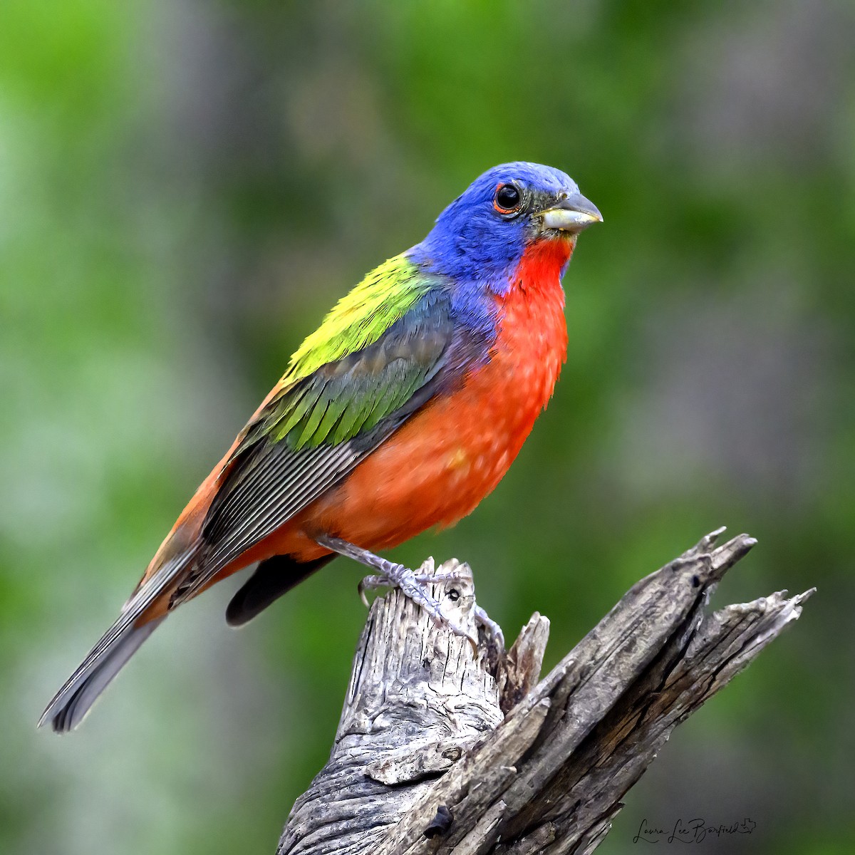 Painted Bunting - ML622320218