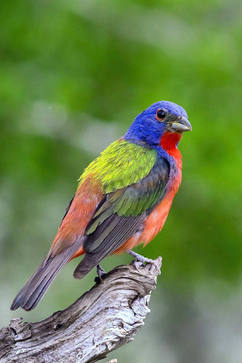 Painted Bunting - ML622320244