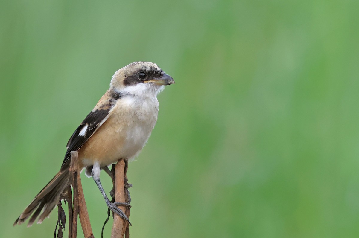 Long-tailed Shrike (tricolor/longicaudatus) - ML622320256