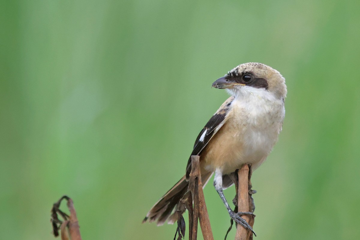 Long-tailed Shrike (tricolor/longicaudatus) - ML622320257