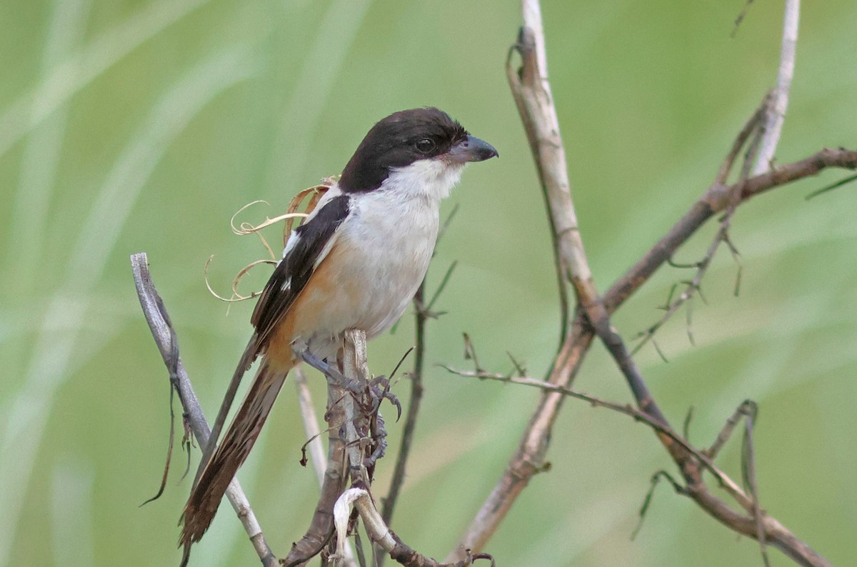 Long-tailed Shrike (tricolor/longicaudatus) - ML622320258