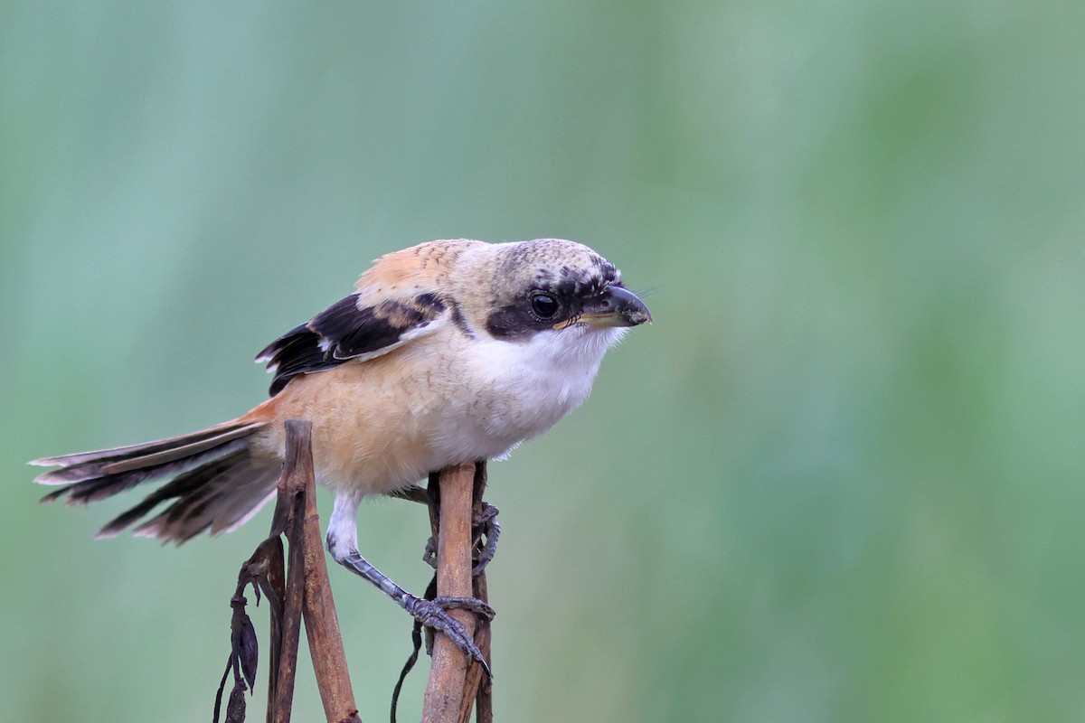 Long-tailed Shrike (tricolor/longicaudatus) - PANKAJ GUPTA