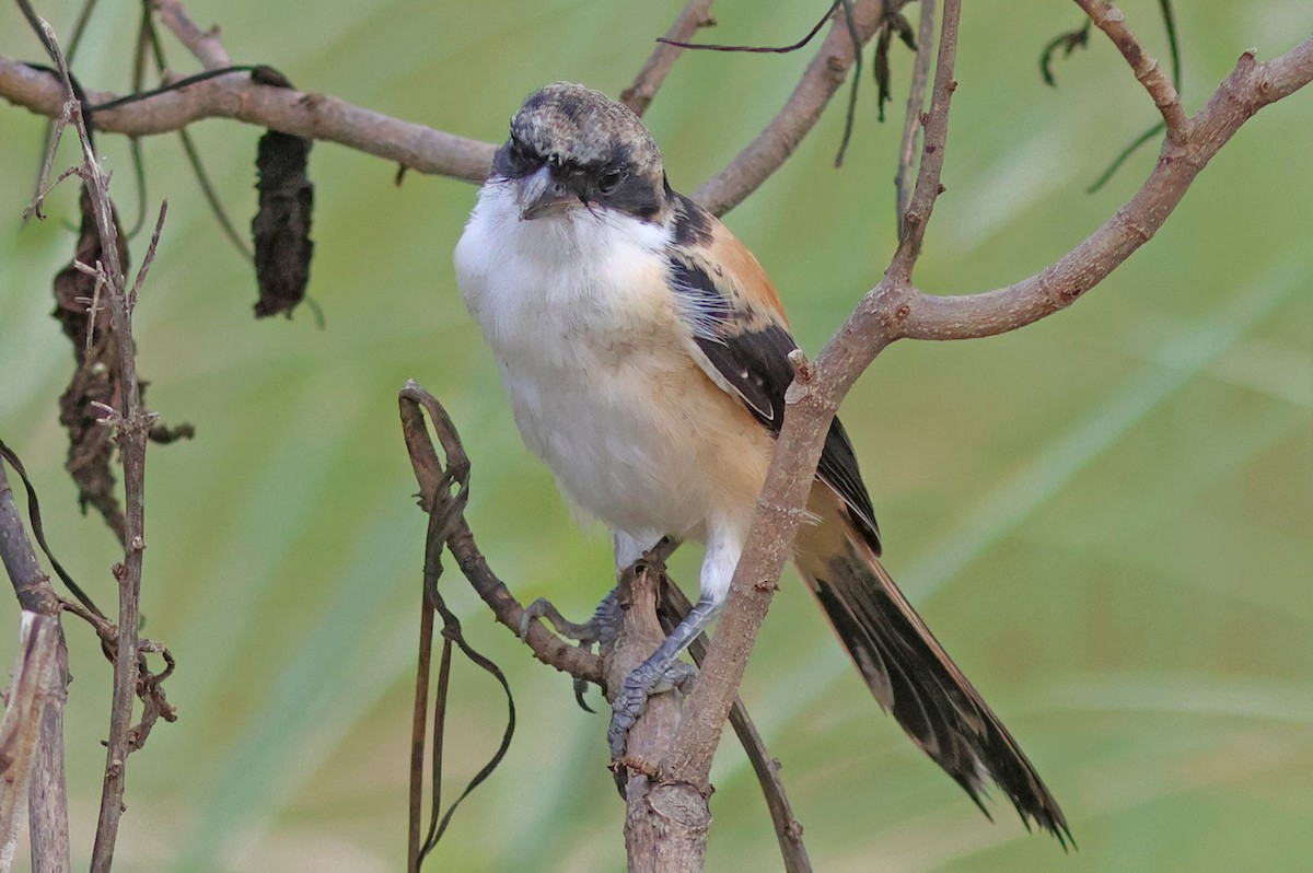 Long-tailed Shrike (tricolor/longicaudatus) - ML622320260