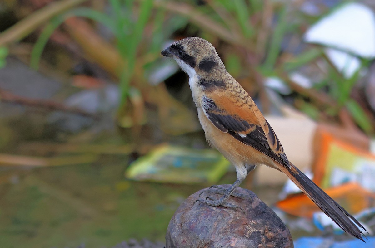 Long-tailed Shrike (tricolor/longicaudatus) - ML622320269