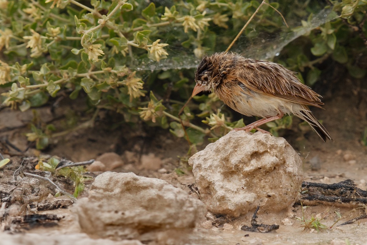 Pink-billed Lark - ML622320278