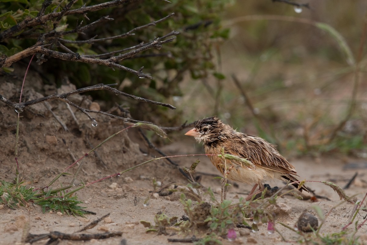 Pink-billed Lark - ML622320280