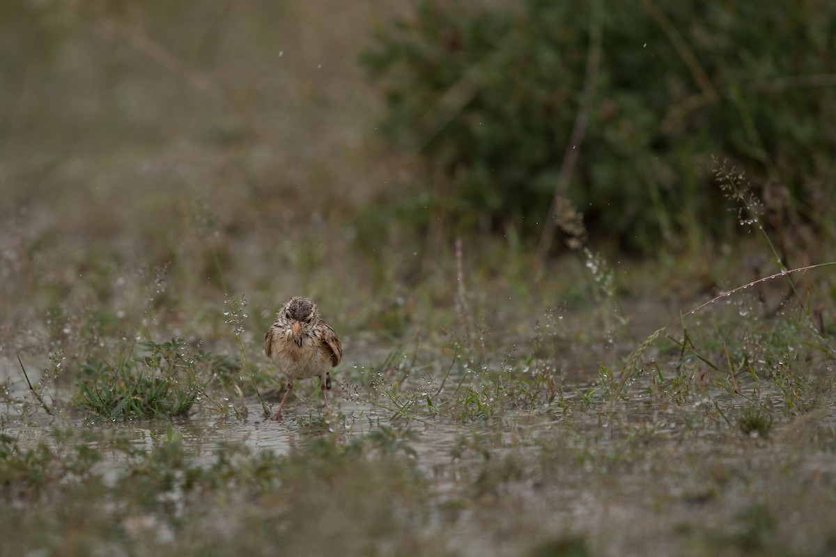 Pink-billed Lark - Mike “Champ” Krzychylkiewicz