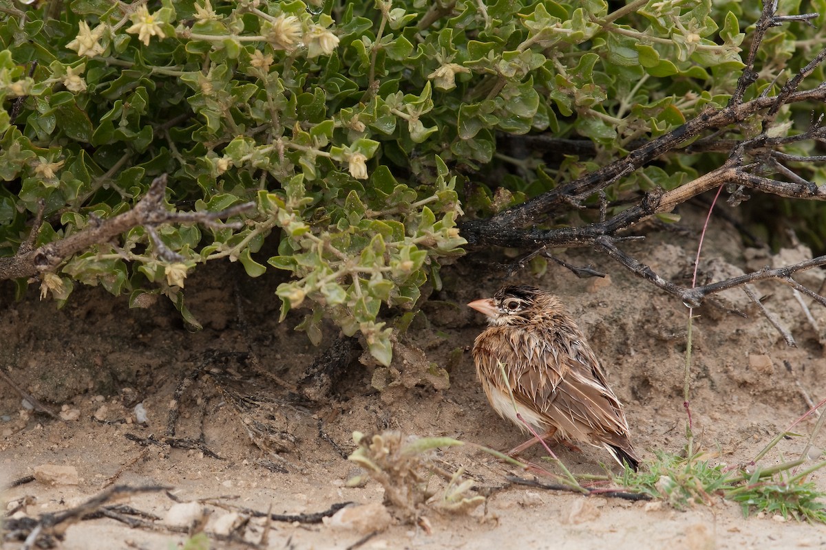 Pink-billed Lark - ML622320282