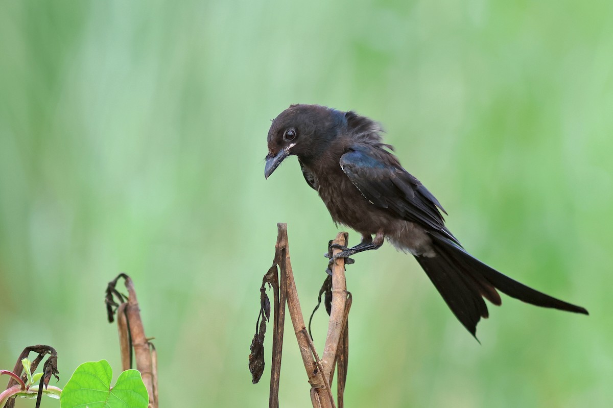 Black Drongo - ML622320292