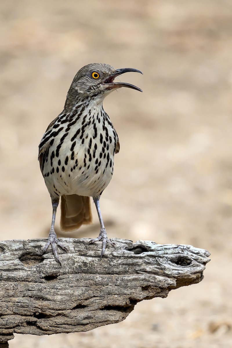 Long-billed Thrasher - ML622320299