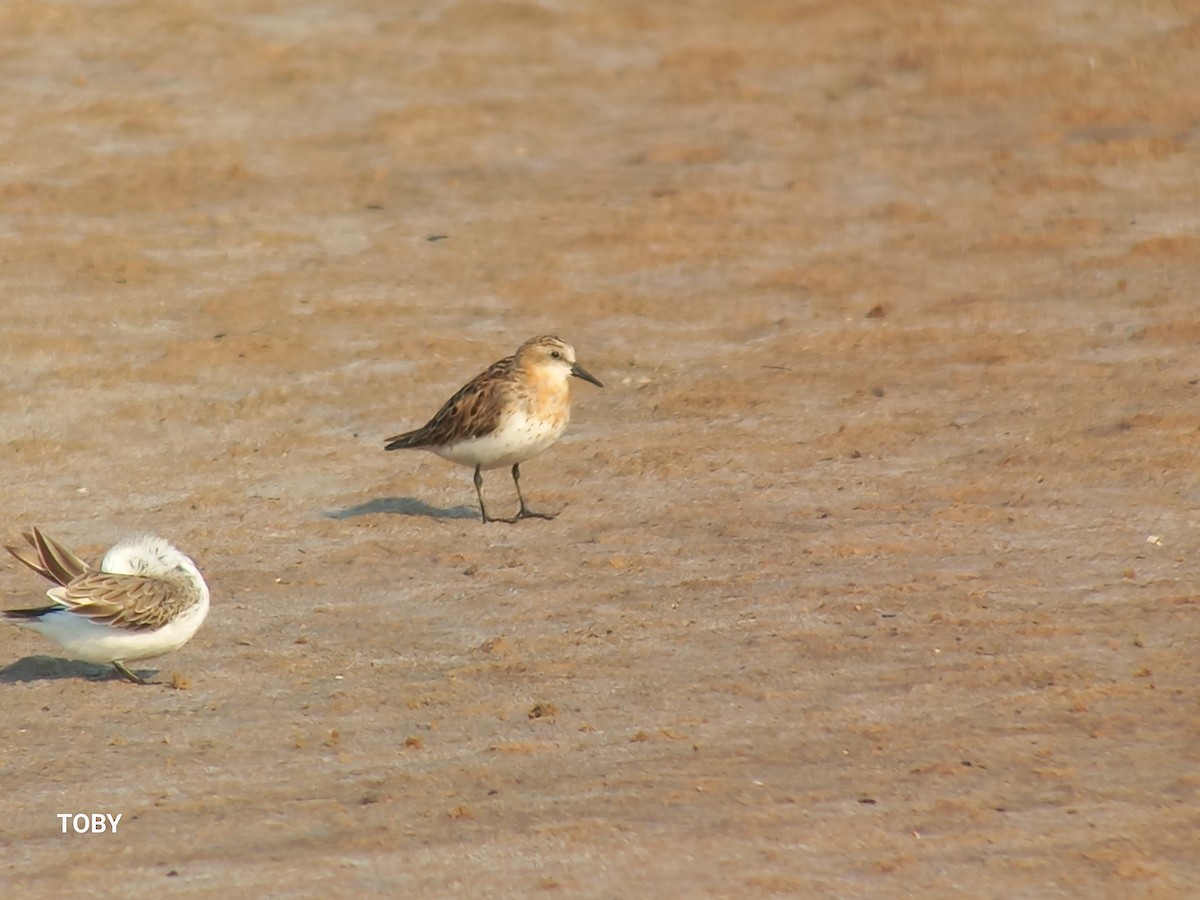 Red-necked Stint - Trung Buithanh