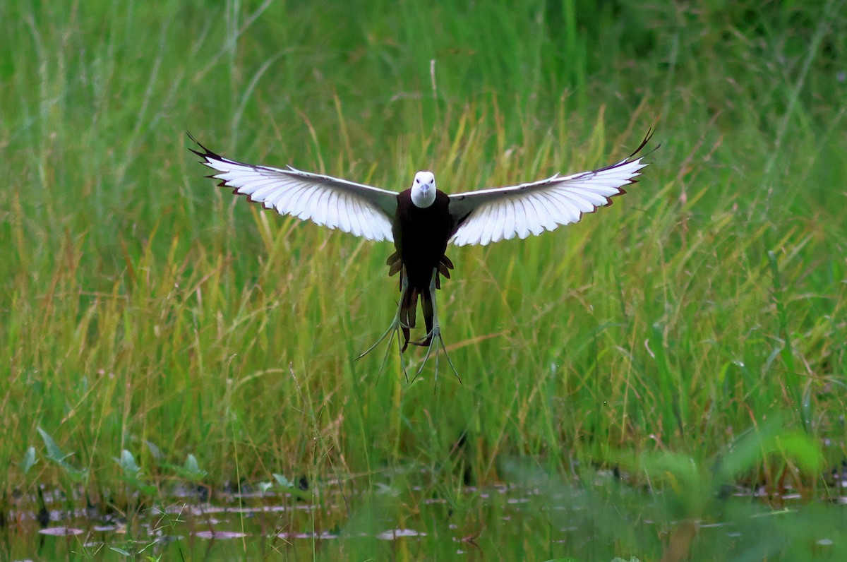 Pheasant-tailed Jacana - ML622320314