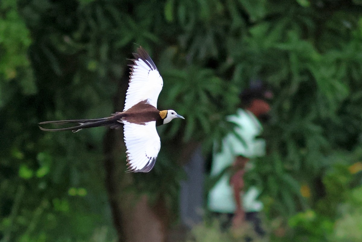 Pheasant-tailed Jacana - ML622320315