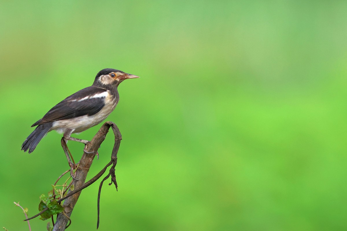 Indian Pied Starling - ML622320337