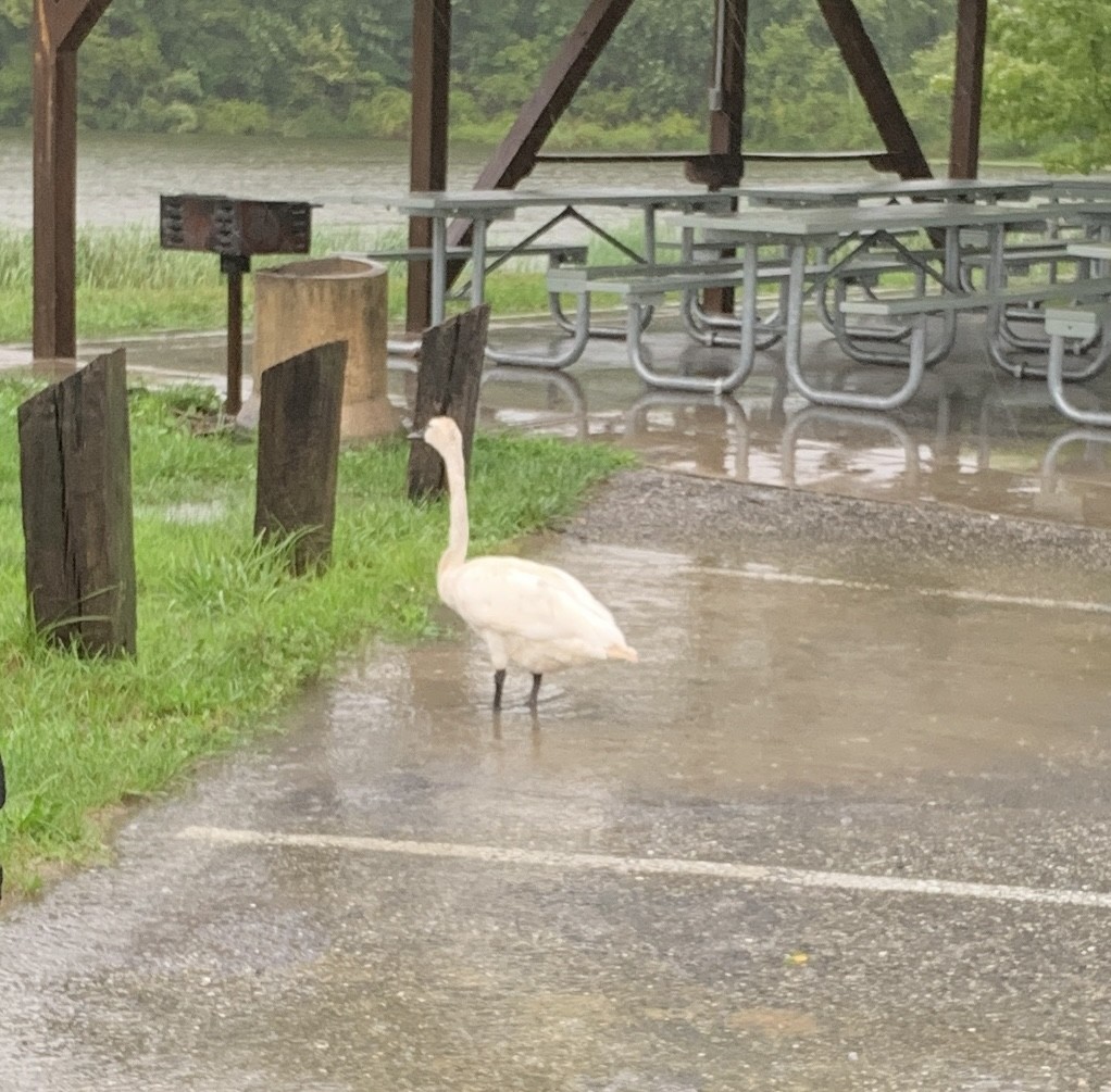 Tundra Swan - ML622320344