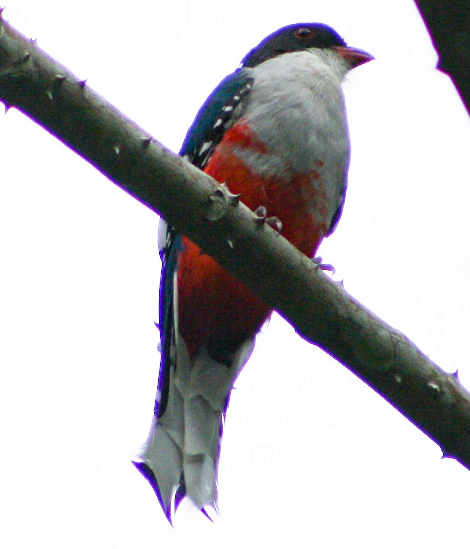 Cuban Trogon - ML622320397