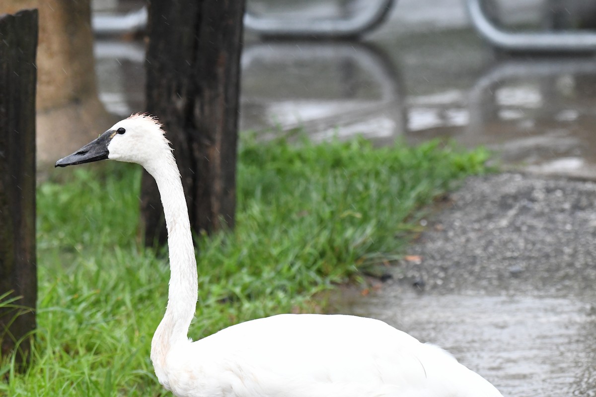 Tundra Swan - ML622320451