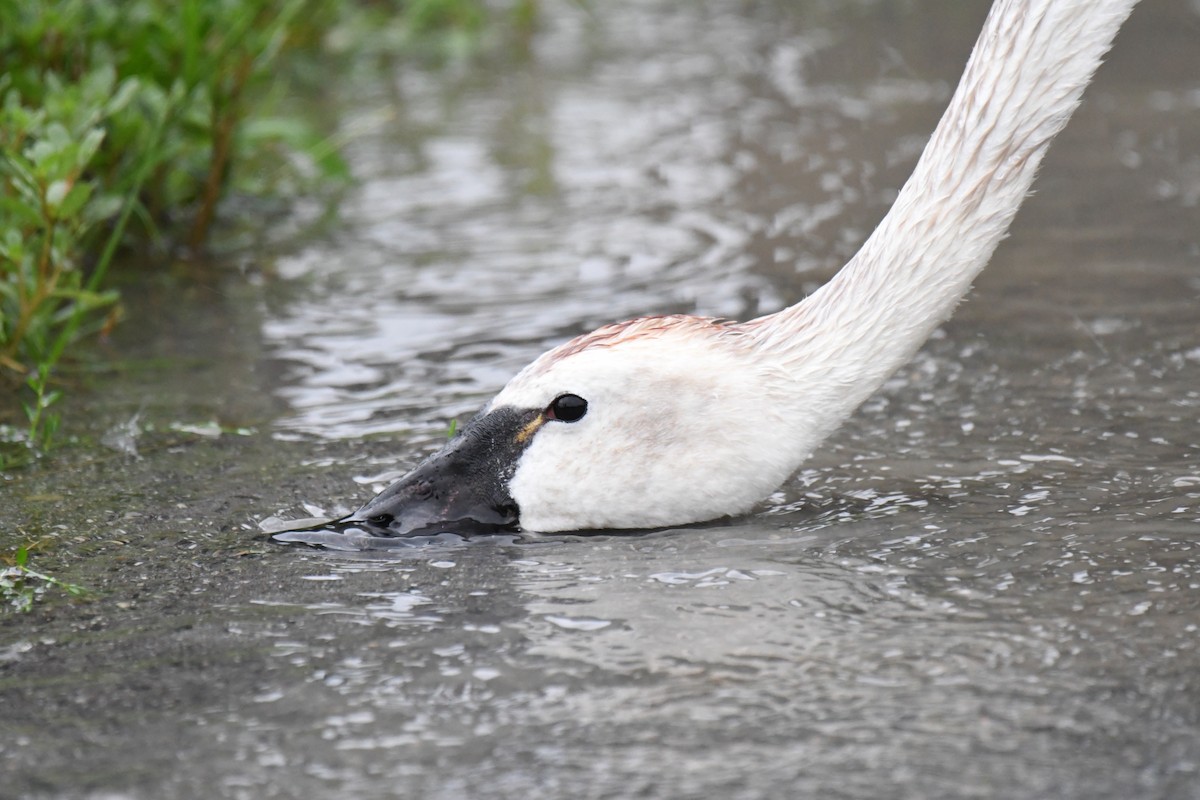 Tundra Swan - ML622320452