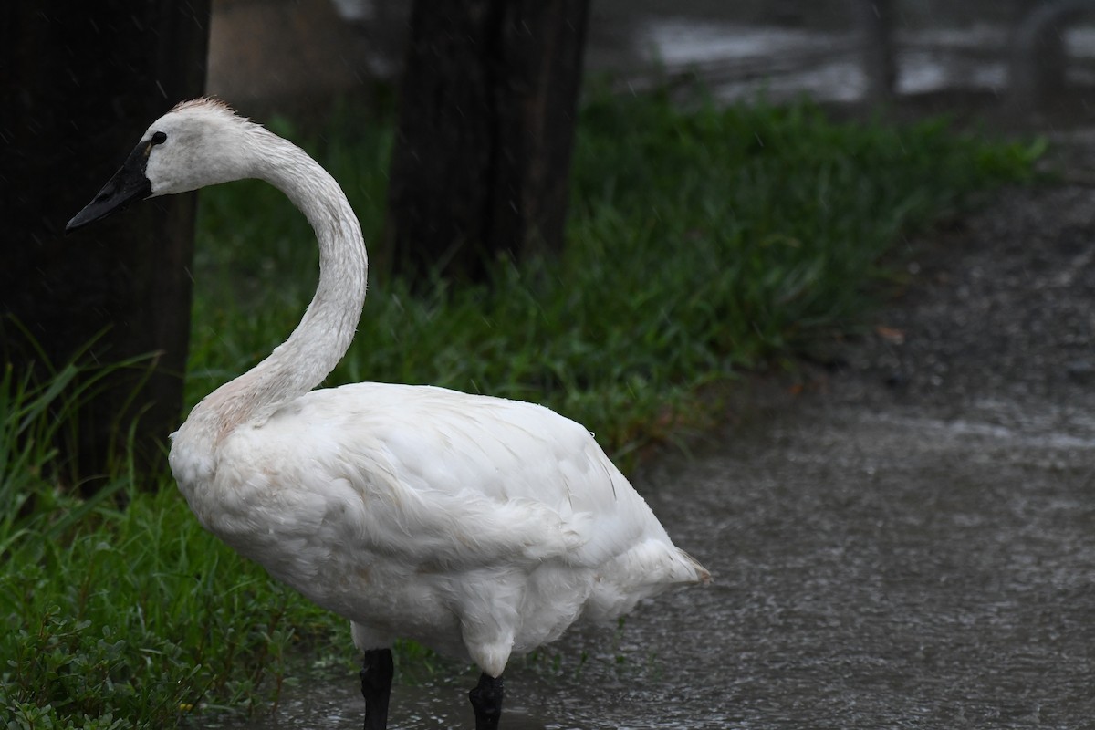 Tundra Swan - ML622320453
