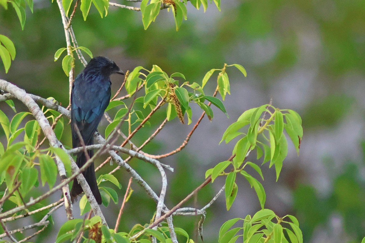 Bronzed Drongo - ML622320481