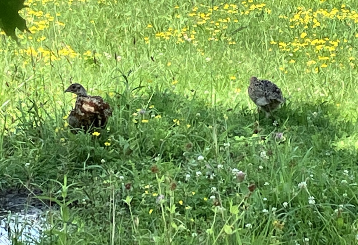 火雞 - ML622320511