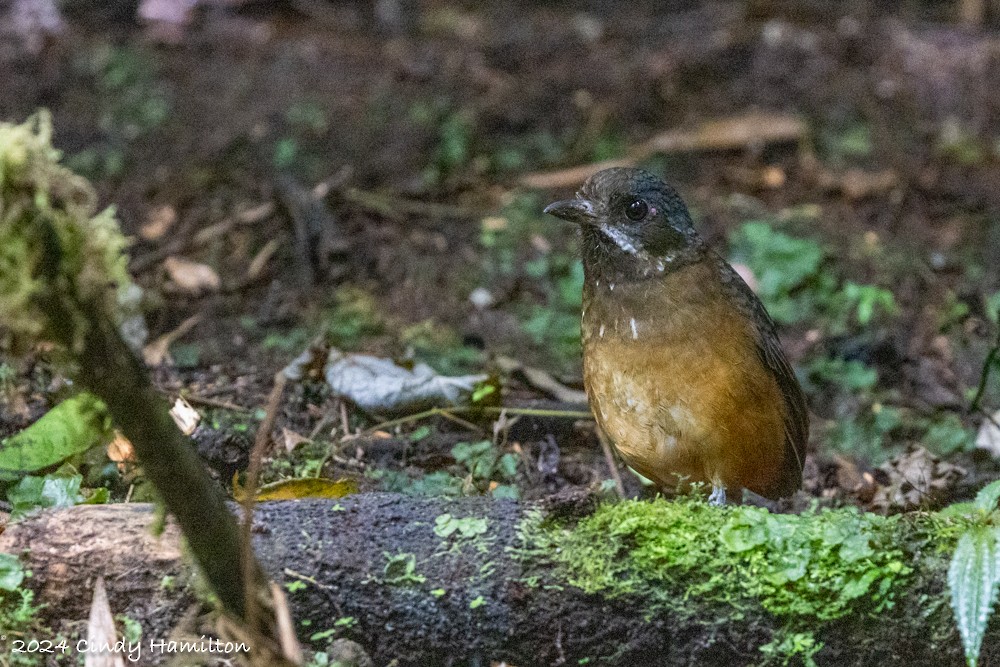 Moustached Antpitta - ML622320531