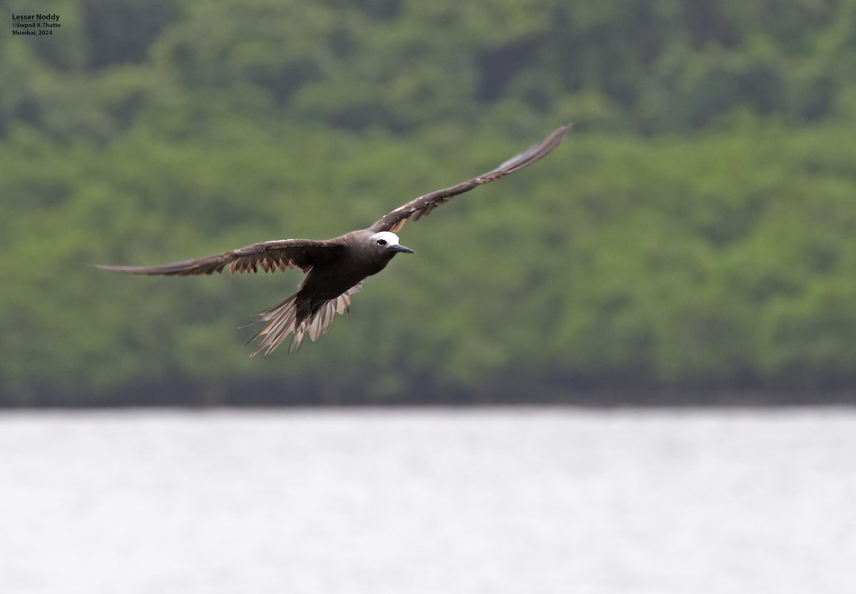 Lesser Noddy - Swapnil Thatte