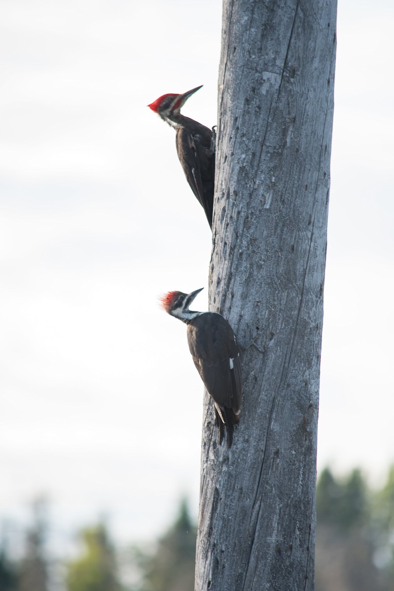 Pileated Woodpecker - ML622320556